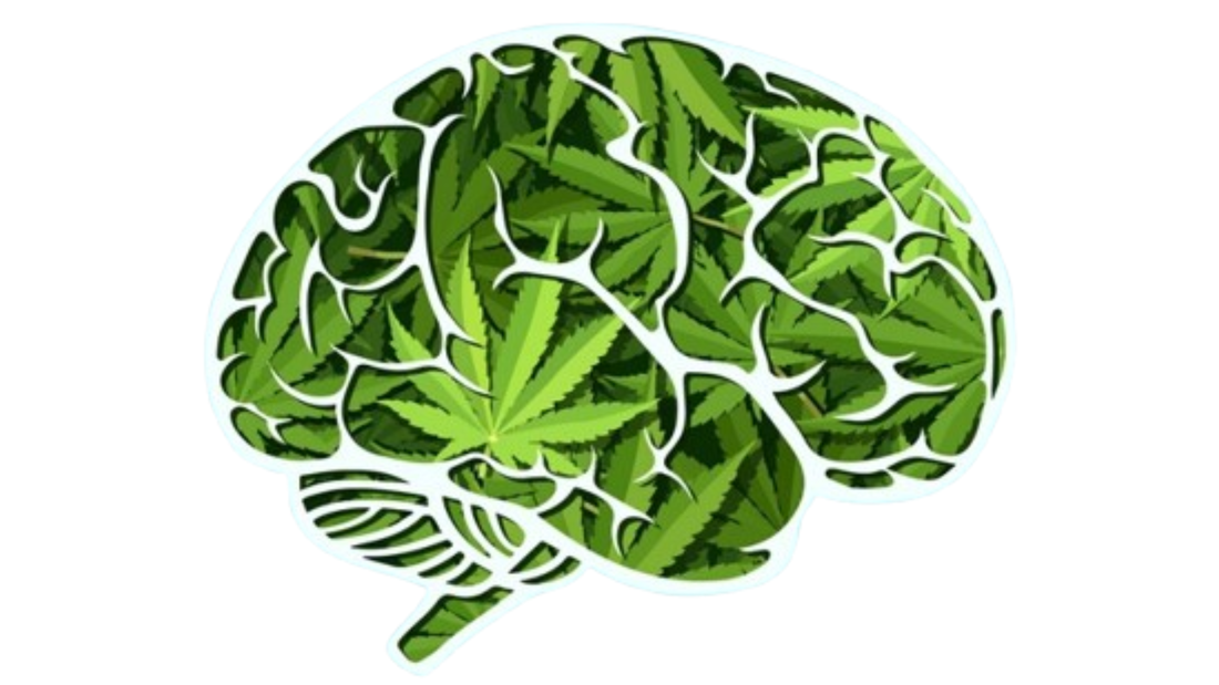 Cannabis